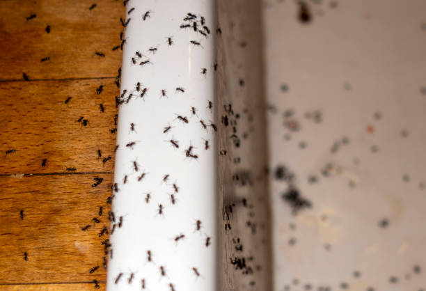 Wasp Removal Services in Elgin, TX